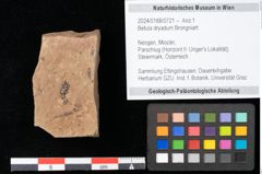 Foto (Objekt + Etikett) von Betula dryadum Brongniart (NHMW-GEO-2024-0188-0721)